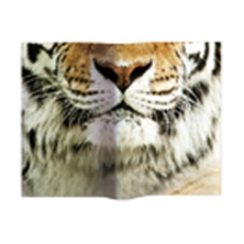 Animal Mask Book Cover Tiger