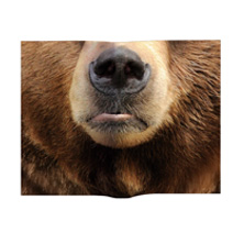 Animal Mask Book Cover Bear